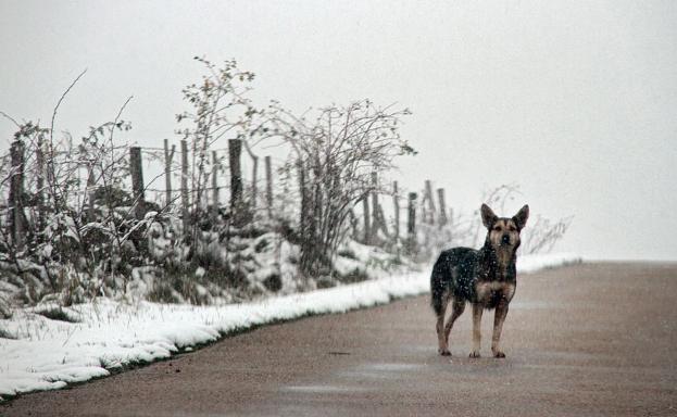 Activados los avisos por nevadas de hasta cinco centímetros en zonas de montaña de León