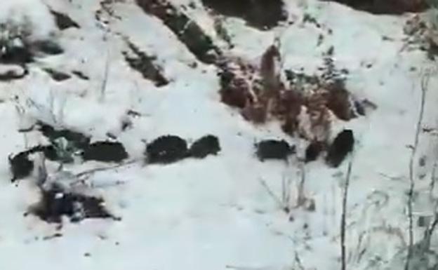 Los jabatos, como pez en el agua... Pero en la nieve de Valdeón