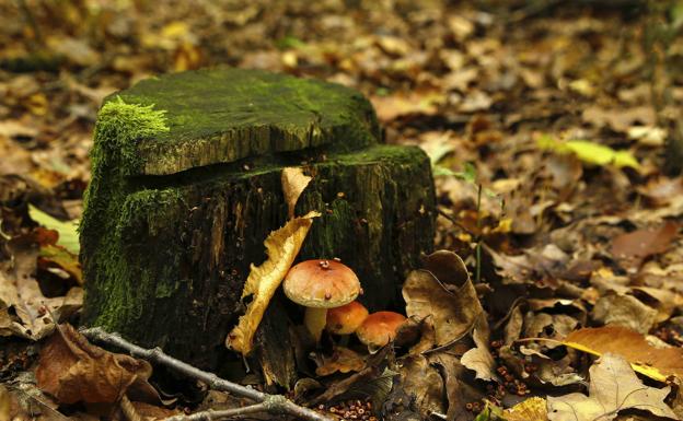 Las lluvias impulsan la fructificación de boletus, níscalos y setas de cardo por Castilla y León
