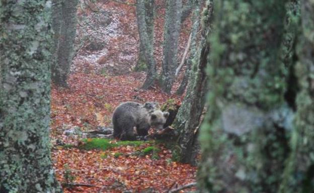 Ecologistas cuestionan el lugar elegido para liberar a la osezna Saba