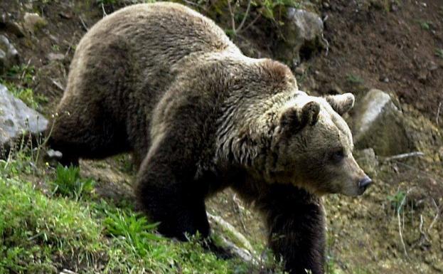 La población de osos en León cuenta con once hembras y más de catorce crías