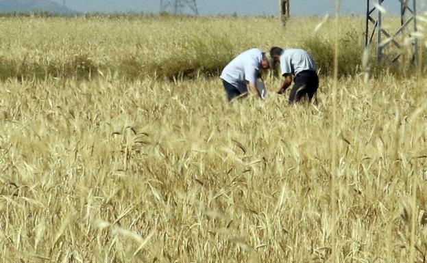 Solo el 22,9% que se declara en la PAC es en propiedad