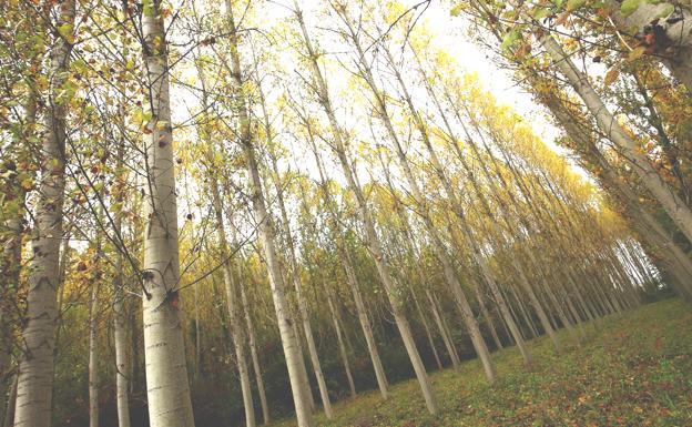 WWF plantará árboles en Villaseca de Laciana para salvar bosques y luchar contra el cambio climático