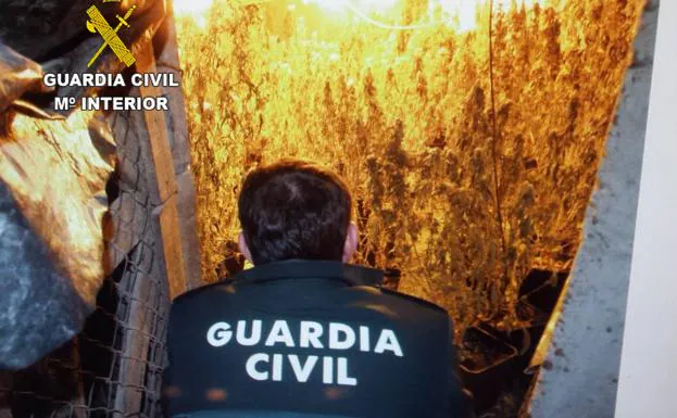 La Guardia Civil ha detenido a 20 personas e investiga a tres por el cultivo de marihuana en la provincia durante 2019