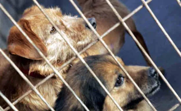 La Diputación ha recogido en 2019 a 154 perros abandonados en los municipios de la provincia