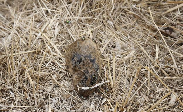 La lucha contra el topillo permite actuar en casi 6.000 kilómetros de reservorios de Castilla y León