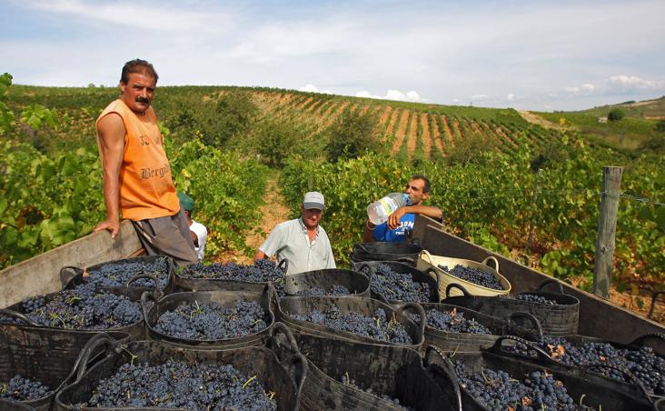 Vendimia en una finca de la provincia de León