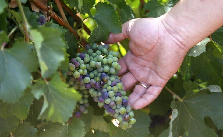 León, tierra de vinos con Denominación de Origen