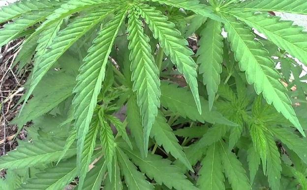 A juicio por cultivo y venta de marihuana en una finca de La Bañeza de la que se retiraron más de 9 kilos