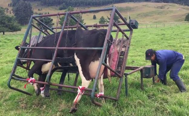 Obligan a readmitir a una veterinaria leonesa despedida porque «si cuida a su bebé, puede ocuparse del ganado»