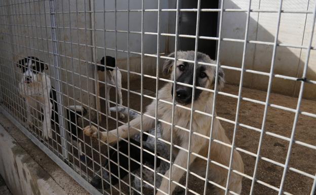 La recogida de animales abandonados en Palencia se duplica durante el primer semestre