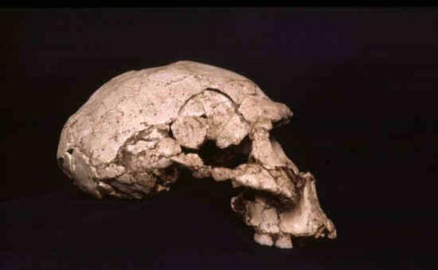 Determinan la edad del último asentamiento del 'Homo erectus'