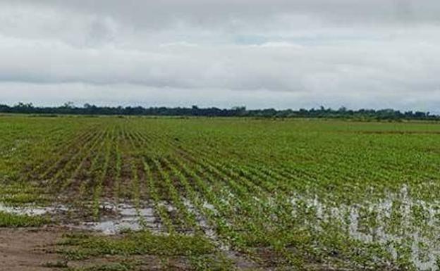 La lluvia de estos días impide la siembra del cereal de invierno y la recolección de maíz en el campo leonés
