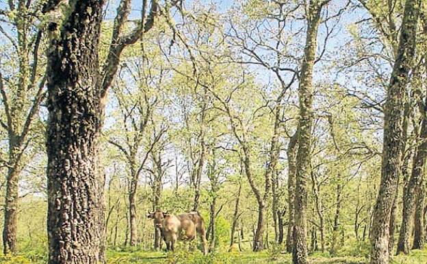 La subida de las temperaturas pone en riesgo la permanencia de los robles