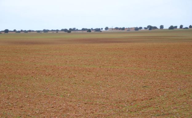 El campo cierra un año «irregular» que irá a peor con el maíz sin cosechar y el cereal sin sembrar