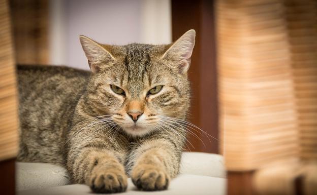 Vuelve la 'Operación saco' con el fin de recoger alimentos para mascotas