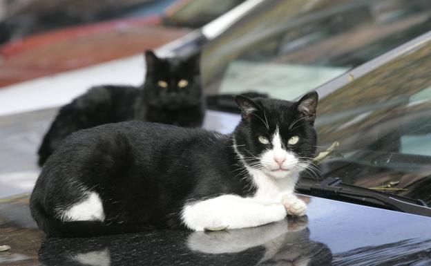 El sencillo gesto con el que puedes salvarle la vida a un gato