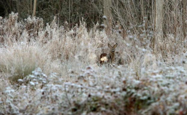 Villablino repite como uno de los lugares más fríos de España con -5,5 grados esta madrugada