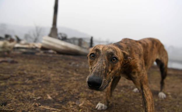 Los incendios forestales han matado a más de 1.000 millones de animales en Australia