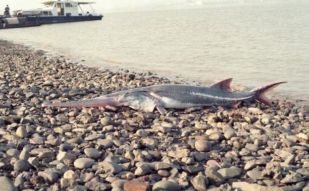 El pez que dejó de remar