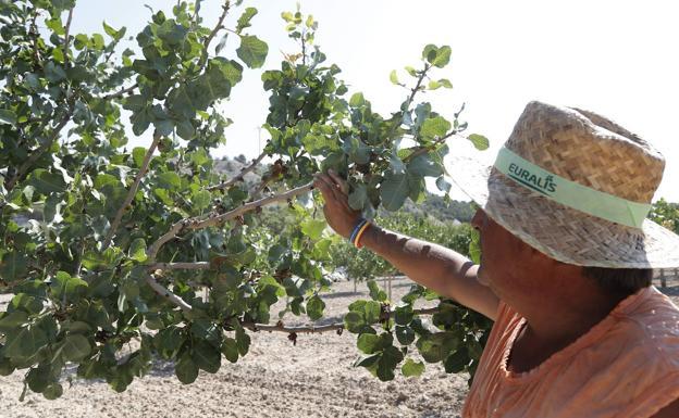Una jornada aborda el pistacho como alternativa de cultivo en Castilla y León