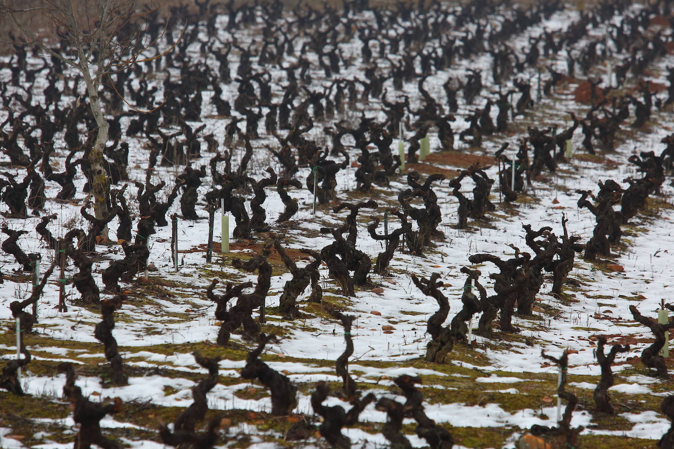 Cambiando el carbón por vino