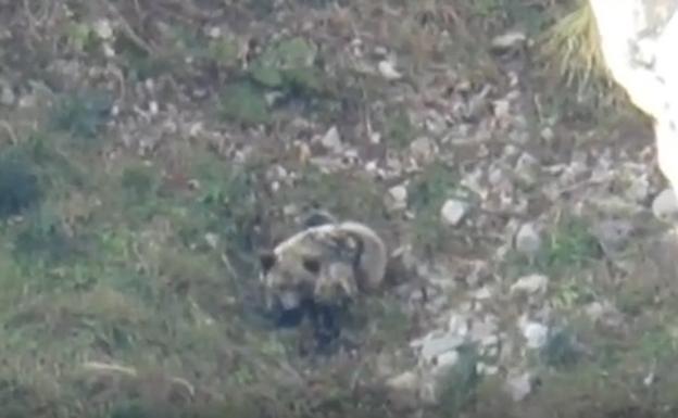 La osezna Saba, ya adaptada a su nueva 'casa' en la vertiente leonesa de Picos de Europa