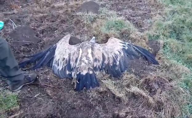 Pena de cárcel y multa para un cazador por envenenar a cuatro buitres