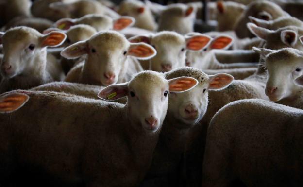 Urcacyl organiza jornadas de puertas abiertas en 24 cooperativas para darlas a conocer