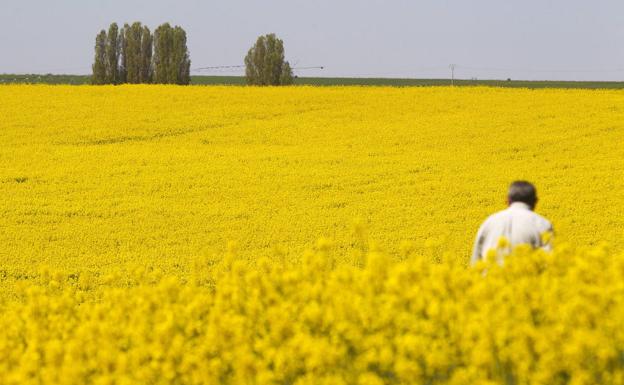 La colza gana 950 hectáreas a pesar de reducirse en Zamora y Segovia