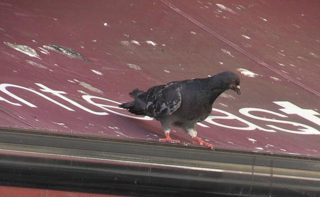 El Ayuntamiento de León captura más de 8.300 palomas en los últimos seis años