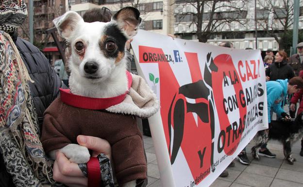 Piden en León la abolición de la caza con galgos «por el abandono que sufren tras acabar la temporada»