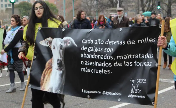 Manifestación en contra de la caza con galgos en León