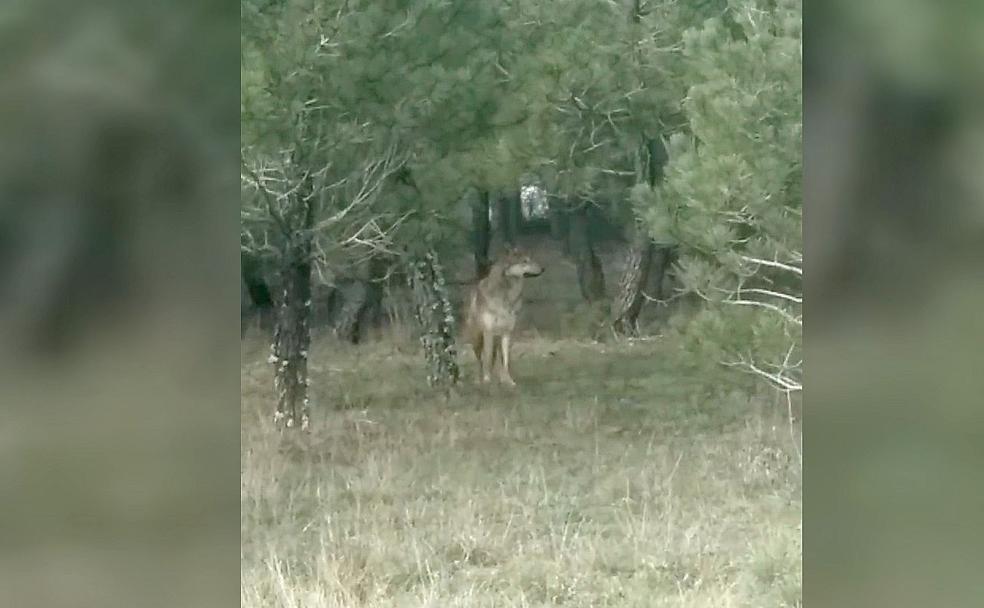 Un lobo acecha Banuncias
