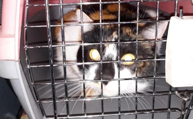 La Patrulla Verde rescata a seis gatos que se quedaron solos tras el fallecimiento de sus dueñas