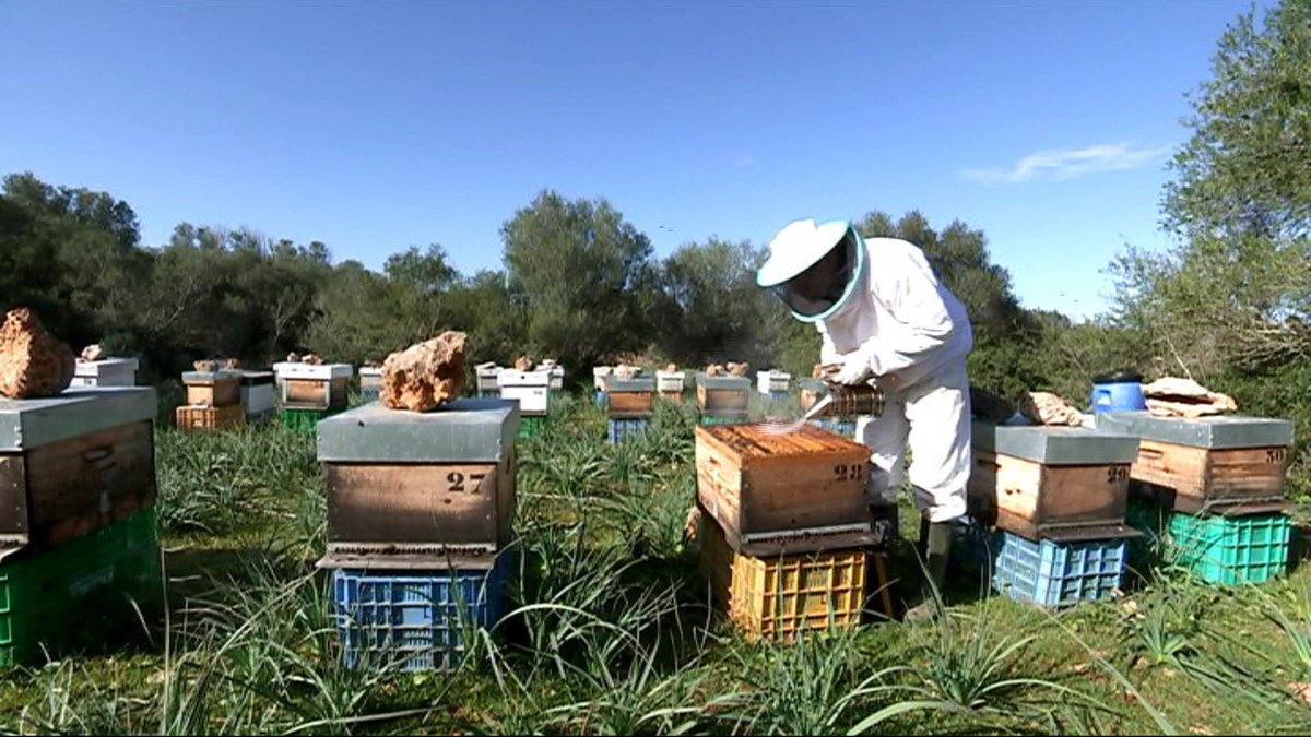 Tres apicultores ecológicos de León entre los mejores de Europa