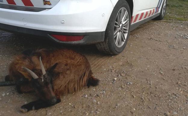 La Policía de Ponferrada busca al propietario de una cabra que siguió a un corredor hasta la capital berciana