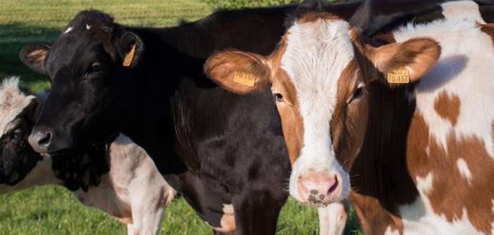 Castilla y León pierde casi 6.000 productores de leche de vaca en 20 años y por primera vez se sitúa por debajo del millar