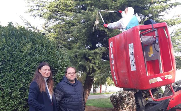 La Bañeza efectúa trabajos para eliminar la procesionaria del pino