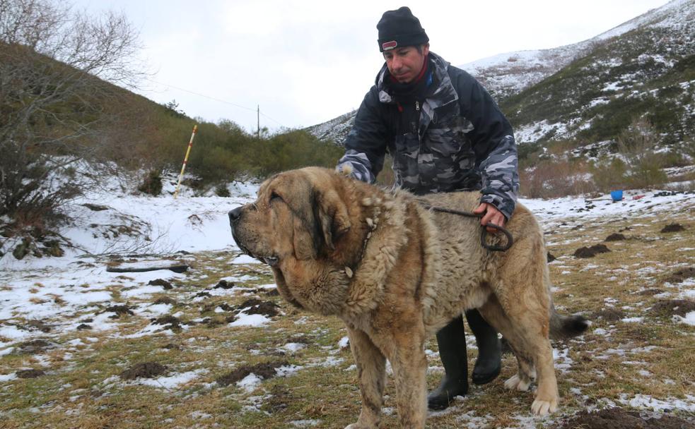 El mastín leonés, el guardián de las zonas rurales