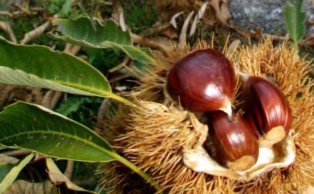 La Castaña del Bierzo se recupera para poder presentarse como un cultivo rentable