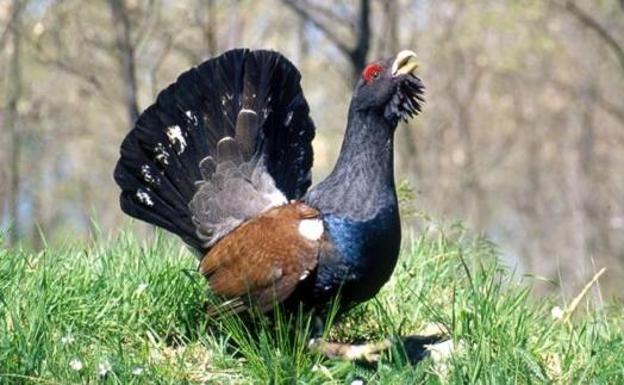 El centro de cría en cautividad del urogallo sea abrirá a finales de año en la finca de Valsemana en León