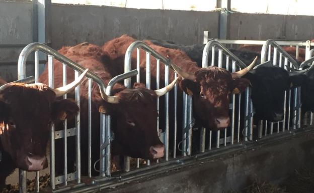 La garantía del bienestar animal, de la mano de Instalaciones Ganaderas Pellitero