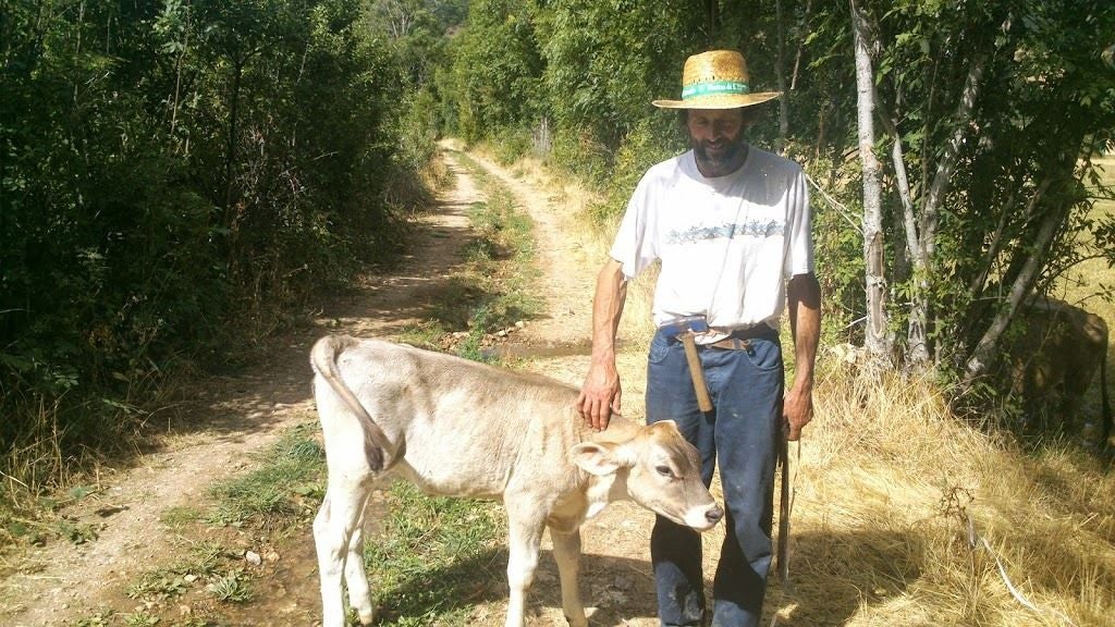 El ganadero de la vaca arrollada por un tren: «Si la multa es de 38.000 euros, tendré que vender las vacas»