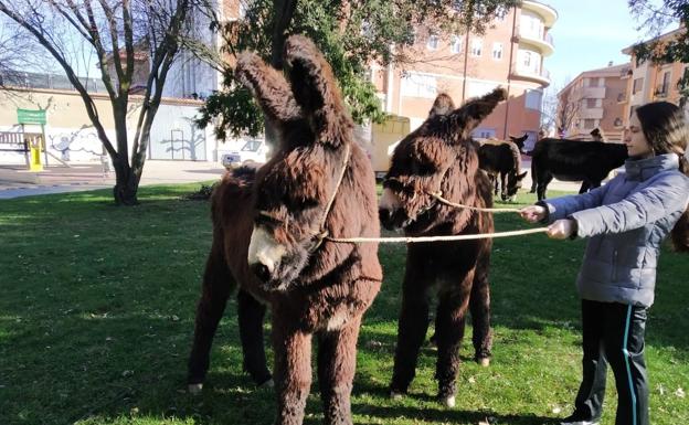 El burro zamorano-leonés traslada a Coyanza a los orígenes de la Feria de Febrero