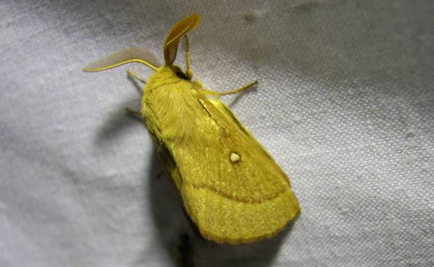 Las Reservas de la Biosfera de los Valles de Omaña y Luna y de los Ancares Leoneses colaboran en un proyecto de ciencia ciudadana sobre mariposas nocturnas