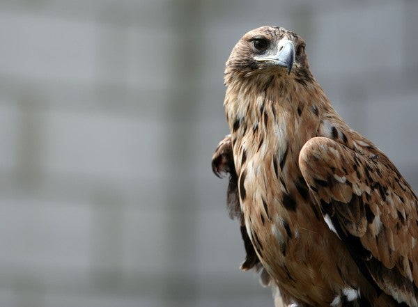 El águila imperial se asienta en seis provincias de Castilla y León y supera el centenar de territorios ocupados