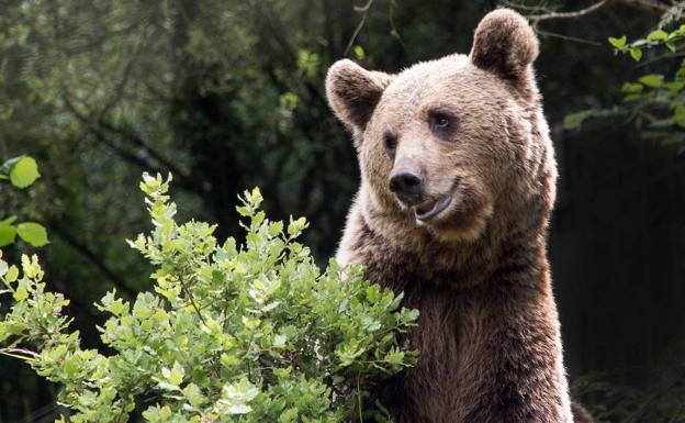 Castilla y León cruzará genética y estadística para estudiar la población de oso pardo en la Cordillera Cantábrica