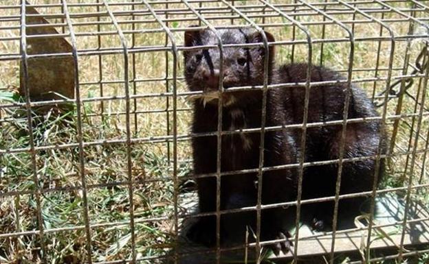 El I Proyecto Life del Desmán permite la captura de 1.300 visones americanos de los ríos de León y Zamora