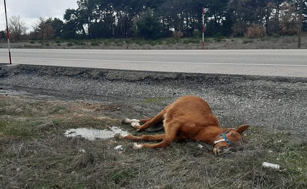 La colisión de un turismo con un caballo en la Venta de la Tuerta se salda sin heridos